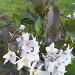 Dal Pozzo סורסו